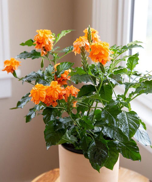 14-beautiful-orange-flowering-houseplants-you-can-grow-hello-lidy
